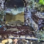 Bristlenose Plecos in fish tank with castle decoration