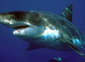 Shark