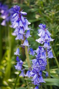 Bluebells